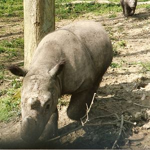 Sumatran Rhino