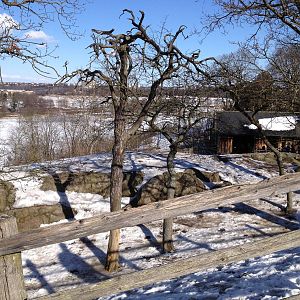 Domesticated reindeer