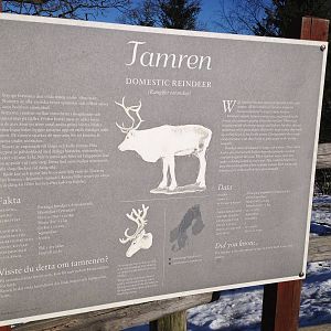 Domesticated reindeer