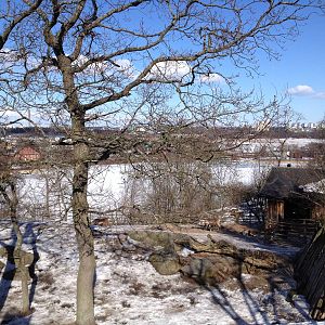 Domesticated reindeer