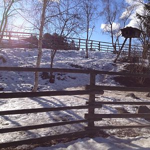 Domesticated reindeer