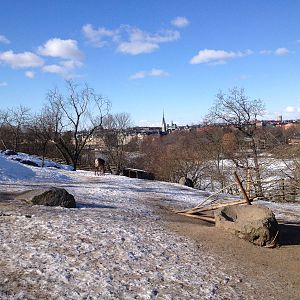 Domesticated reindeer