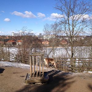 Domesticated reindeer