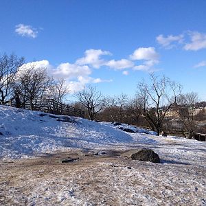 Domesticated reindeer