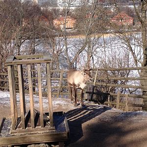 Domesticated reindeer