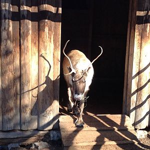 Domesticated reindeer