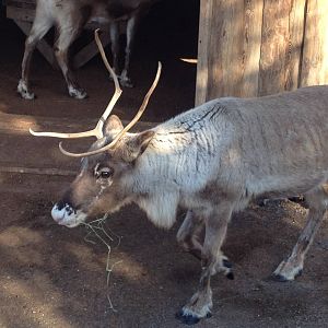 Domesticated reindeer