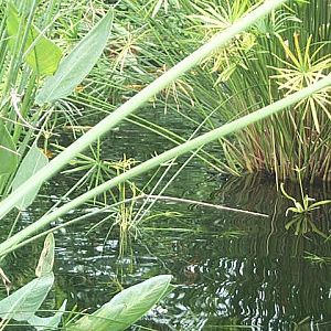 close up of pool in butterfly house 2003