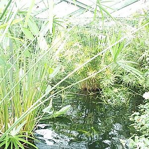 another view of tropical pool 2003