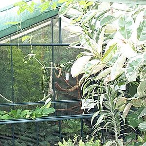 marmosett enclosure in butterfly house 2003