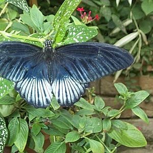 swallowtail in butterfly house 2003