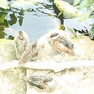 small ducks in butterfly house 2003