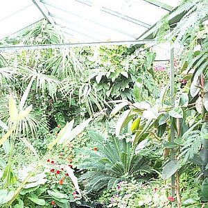 butterfly hose over view 2003