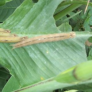 catapillers of owl butterfly 2003