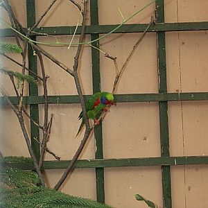 red flanked lorikeet  Charmosyna placentis