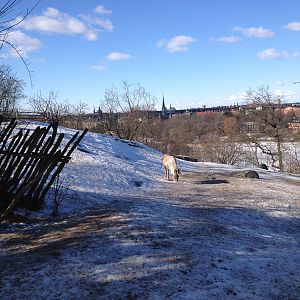 Domesticated reindeer