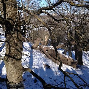 Brown bear enclosure with foxes