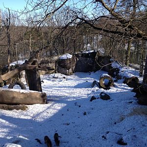 Bear enclosure with foxes