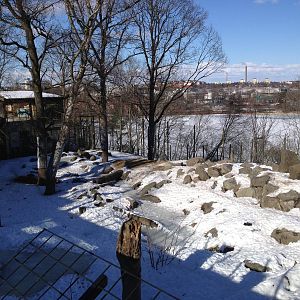 Brown bear enclosure with foxes