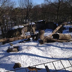 Brown bear enclosure with foxes