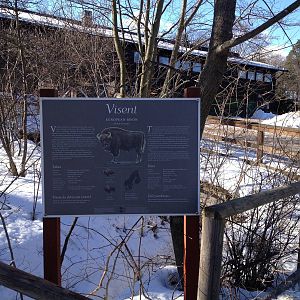 Wisent and wild boar