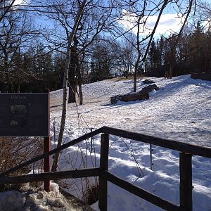 Wisent and wild boar