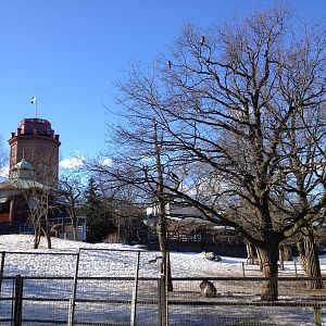 Wisent and wild boar