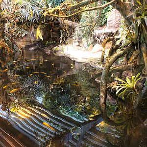 Aalborg Zoo - Tropical House (Caiman exhibit)