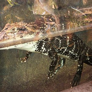 Aalborg Zoo - Tropical House (Black caiman)