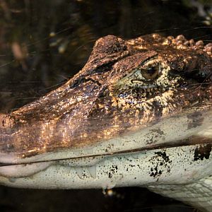 Aalborg Zoo - Tropical House (Black caiman)