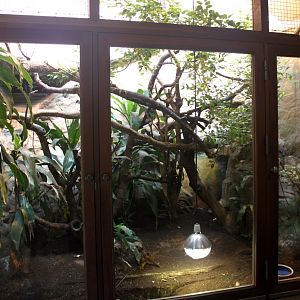 Aalborg Zoo - Tropical House (Tegu)