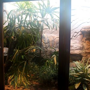Aalborg Zoo - Tropical House (Madagascar boa)