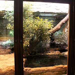 Aalborg Zoo - Tropical House (Reticulated python)