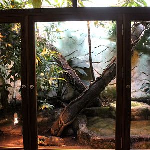 Aalborg Zoo - Tropical House (Yellow-footed tortoise)