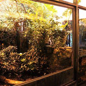 Aalborg Zoo - Tropical House (Rainforest exhibit)