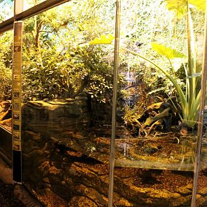 Aalborg Zoo - Tropical House (Rainforest exhibit)