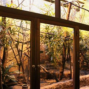 Aalborg Zoo - Tropical House (Golden lion tamarin)