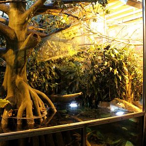 Aalborg Zoo - Tropical House (Goeldi's/agouti)