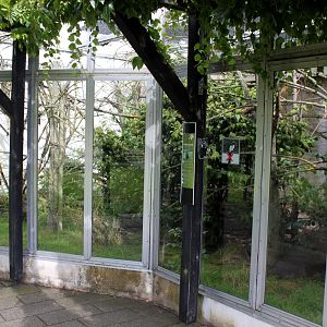 Aalborg Zoo - Tropical House (Goeldi's/agouti)