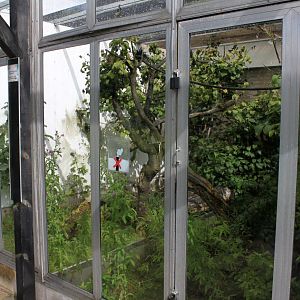 Aalborg Zoo - Tropical House (Golden lion tamarin)