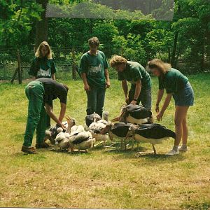 hand reared marabou  June 1977