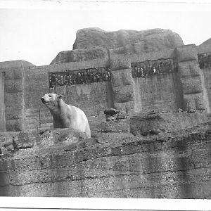 Polar Bear on Mappin Terraces Date 1949-50