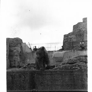 brown bear on Mappin Terrace