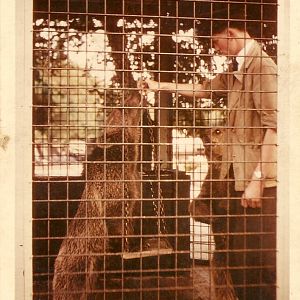 Brown bear cub Nikki 1956