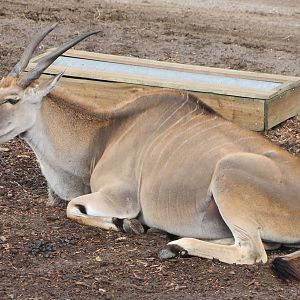 eland