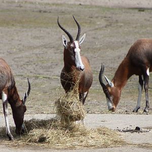 small group of blesboks