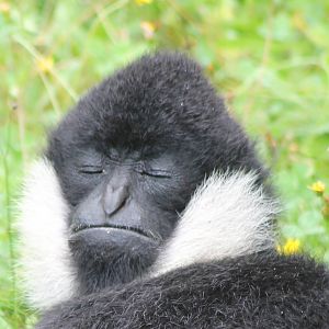 sun-bathing gibbon