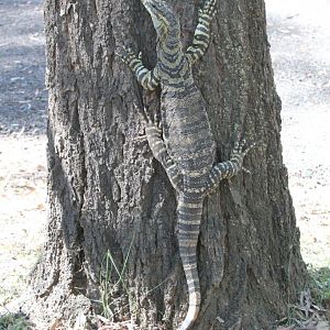 Lace Monitor
