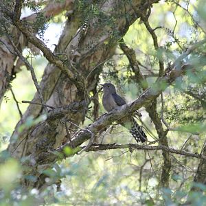 Fan-tailed Cuckoo