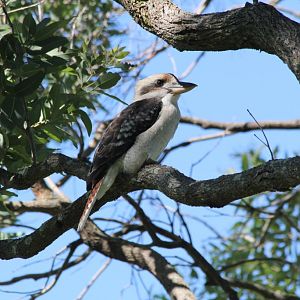 Kookaburra